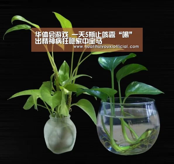 华体会游戏_一天5瓶止咳露“喝”出精神病狂砸家中宝马(图1) 华体会官网